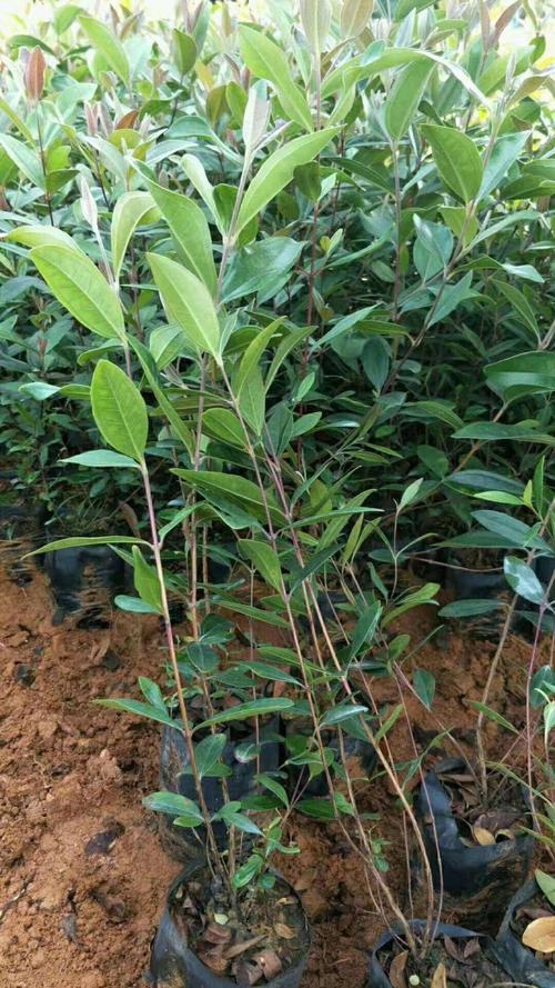 麗江玉龍苗木在生長旺季的移植方法