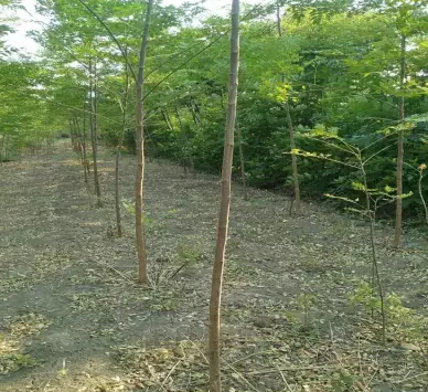 麗江玉龍公路綠化苗木的冬季防寒措施